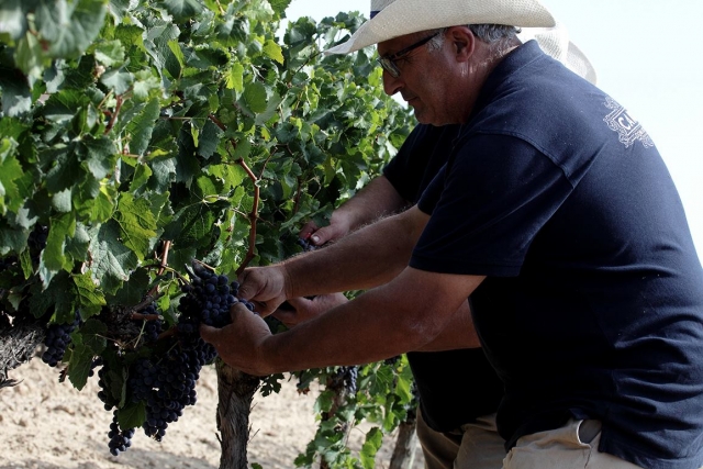 Uva de variedad roja
